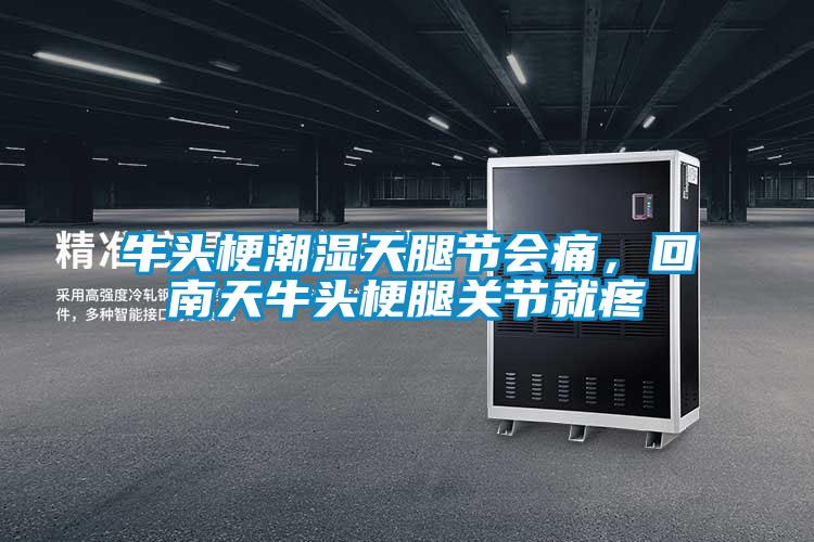 牛頭梗潮濕天腿節(jié)會(huì)痛,回南天牛頭梗腿關(guān)節(jié)就疼